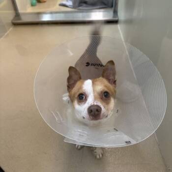Chihuahua Dogs Available for Adoption - Roomba | PetCurious