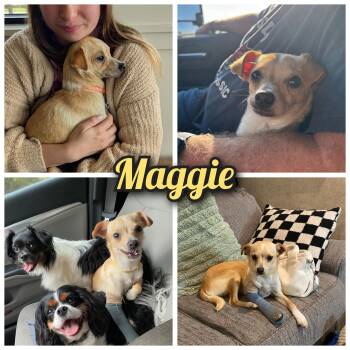 Maggie -  Chihuahua Dog for Adoption in Bastrop, Texas - Maggie | PetCurious