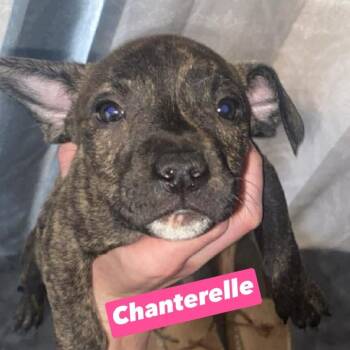 Pit Bull Terrier and American Staffordshire Terrier Dogs Available for Adoption in Brainerd, Minnesota - Chanterelle | PetCurious