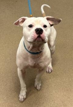 Rescue Mixed Breed Dogs for Adoption in Chamblee, Georgia - Rupert | PetCurious