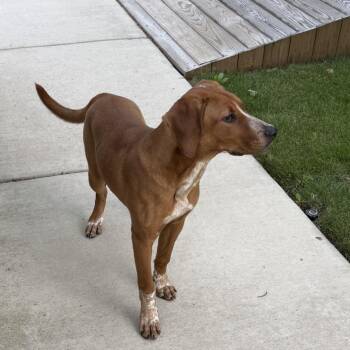 Hound Dogs Available for Adoption in Greensboro, North Carolina - Red Panda | PetCurious