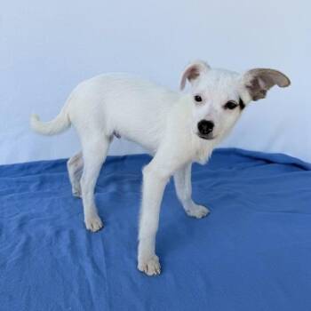 Australian Shepherd Dogs Available for Adoption in Carencro, Louisiana - James The Red Engine | PetCurious