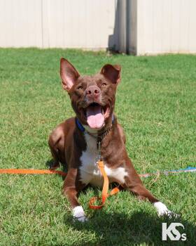 Rescue Australian Kelpie and Border Collie Dogs for Adoption - Bucky | PetCurious