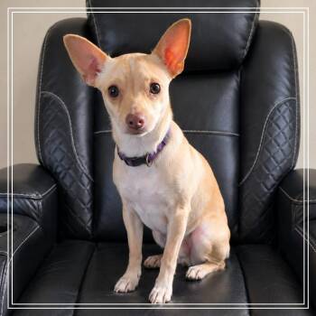 Bagel -  Chihuahua Dog for Adoption in Chandler, Arizona - Bagel | PetCurious