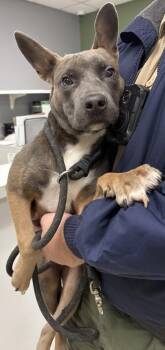 Terrier and Mixed Breed Dogs Available for Adoption - Alfonso | PetCurious