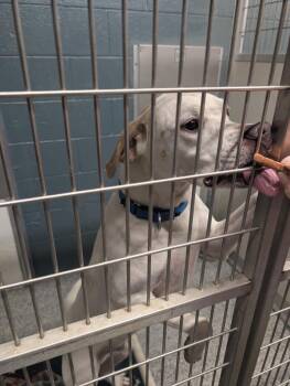 Bentley -  Labrador Retriever Dog for Adoption in Plymouth, Connecticut - Bentley | PetCurious