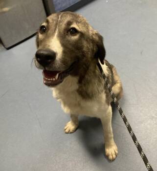 Lily -  Mixed Breed Dog for Adoption in Winnipeg, Manitoba - Lily | PetCurious