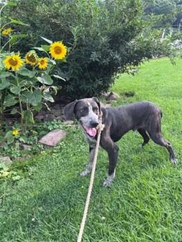 Bashful - rehome -  Australian Cattle Dog Blue Heeler and Hound Dog for Adoption in Monterey, Virginia - Bashful - Rehome | PetCurious