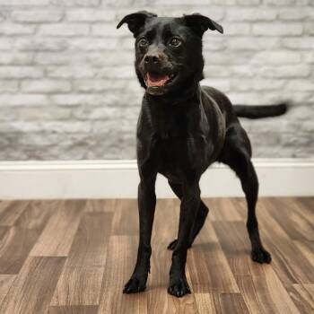 Terrier Dogs Available for Adoption - Gumdrop | PetCurious