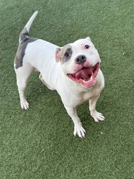 Piastra --Courtesy Post. Out of town pet. See below for details- -  Pit Bull Terrier Dog for Adoption in Eagle, Idaho - Piastra --Courtesy Post. Out Of Town Pet. See Below For Details- | PetCurious
