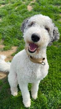Poodle and Labrador Retriever Dogs Available for Adoption in New Kensington, Pennsylvania - Maisy | PetCurious