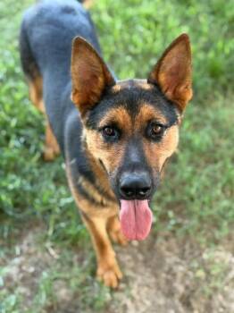 Rescue German Shepherd Dog Dogs for Adoption in Riverside, California - MOON | PetCurious