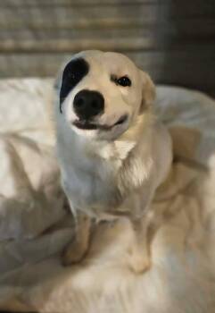 Border Collie and Brittany Spaniel Dogs Available for Adoption - Spud | PetCurious