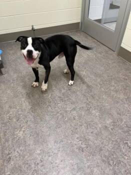 Rescue Pit Bull Terrier Dogs for Adoption in Saginaw, Michigan - BEETHOVEN | PetCurious