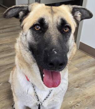 Rescue German Shepherd Dog Dogs for Adoption in Benbrook, Texas - 4PAWS Kiki | PetCurious