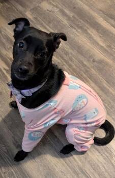 (Sophie) Zoey -  Chihuahua and Terrier Dog for Adoption in Lakeland, Florida - (Sophie) Zoey | PetCurious