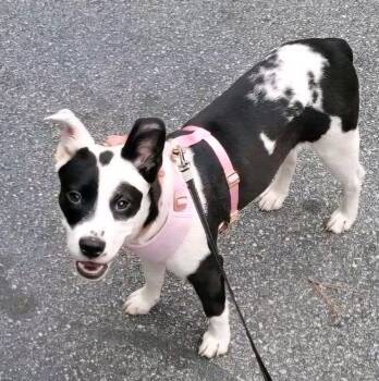 Rescue Labrador Retriever Dogs for Adoption in Lawrenceville, Georgia - Shia | PetCurious