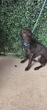 61654699 -  Chihuahua and Mixed Breed Dog for Adoption in El Paso, Texas - 61654699 | PetCurious