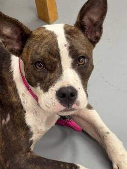Lindsey -  Boston Terrier Dog for Adoption in Hartsville, South Carolina - Lindsey | PetCurious