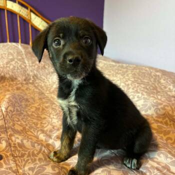 Rainier RW -  Husky and Mixed Breed Dog for Adoption in Austin, Texas - Rainier RW | PetCurious