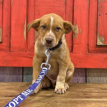 Australian Cattle Dog Blue Heeler and Mixed Breed Dogs Available for Adoption in Midland, Texas - FWT Rudy | PetCurious