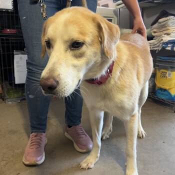 Caveat -  Labrador Retriever and Great Pyrenees Dog for Adoption in Stephenville, Texas - Caveat | PetCurious