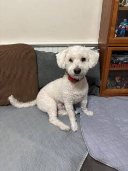 Rescue Malti Poo Dogs for Adoption in Tustin, California - Brodi  | PetCurious