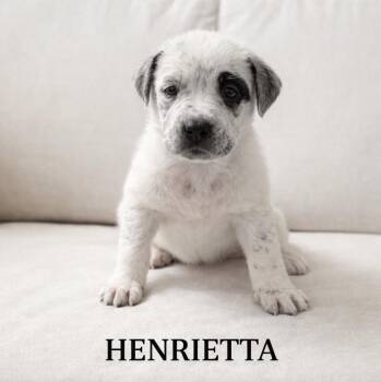 Catahoula Leopard Dog and Australian Cattle Dog Blue Heeler Dogs Available for Adoption in Lucas, Texas - Henrietta  | PetCurious
