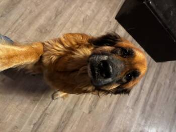 Rescue Newfoundland Dog and Saint Bernard Dogs for Adoption in Aspen, Colorado - Sadie | PetCurious