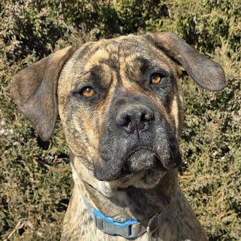 Mastiff Dogs Available for Adoption - Absolutely Darling Ms Ahmey ~ Mild Mannered Mastiff ! | PetCurious