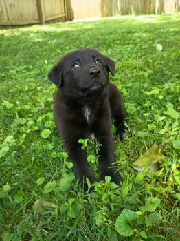 TONY -  Flat Coated Retriever and Australian Shepherd Dog for Adoption - TONY | PetCurious