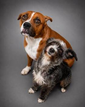 Fido (BONDED W AMARI) -  Terrier and Mixed Breed Dog for Adoption in Bowling Green, Kentucky - Fido (BONDED W AMARI) | PetCurious