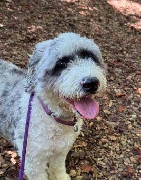 Rocket (ID 53121) -  Poodle and Old English Sheepdog Dog for Adoption in Manassas, Virginia - Rocket (ID 53121) | PetCurious