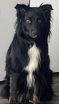 Australian Shepherd and Border Collie Dogs Available for Adoption in Toronto, Ontario - SASSY | PetCurious