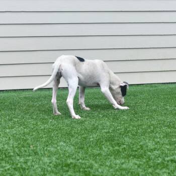 Tiny Tina -  Mixed Breed Dog for Adoption in Ottawa, Kansas - Tiny Tina | PetCurious