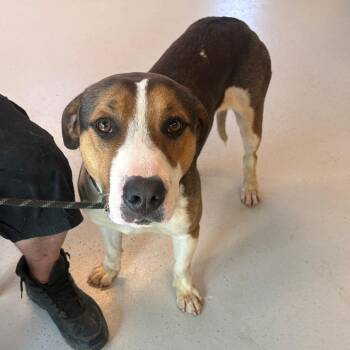 Mixed Breed Dogs Available for Adoption in Huntington, West Virginia - Bates Stray Hold 4/26 | PetCurious