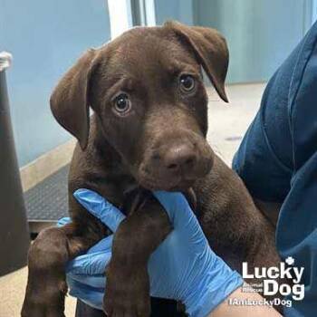 Labrador Retriever Dogs Available for Adoption - Mousse | PetCurious