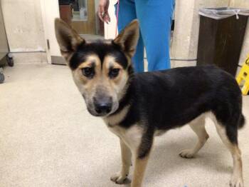 TORTILLA -  Shepherd and Mixed Breed Dog for Adoption in Riverside, California - TORTILLA | PetCurious