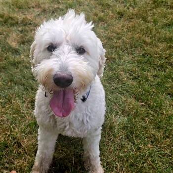 Ellie -  Golden Retriever and Poodle Dog for Adoption in Minneapolis, Minnesota - Ellie | PetCurious