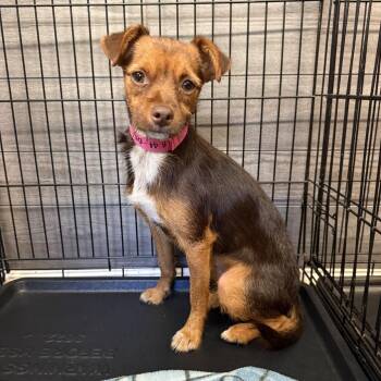 Lil Red -  Yorkshire Terrier and Mixed Breed Dog for Adoption in Madison, Wisconsin - Lil Red | PetCurious