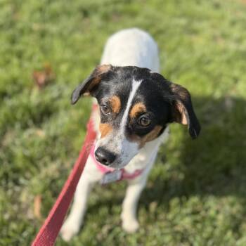 Beagle Dogs Available for Adoption - Flute | PetCurious