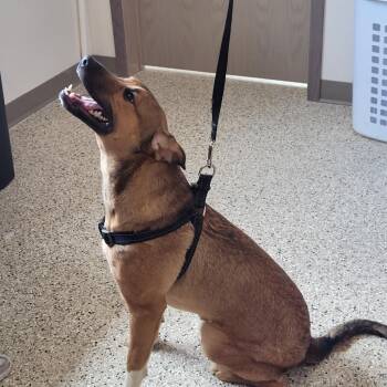 Jett -  Husky and Labrador Retriever Dog for Adoption in Grand Rapids, Minnesota - Jett | PetCurious
