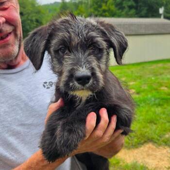CT Velma -  Terrier and Mixed Breed Dog for Adoption in Eastford, Connecticut - CT Velma | PetCurious