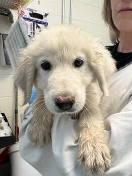 POLAR -  Great Pyrenees and Husky Dog for Adoption in Pueblo, Colorado - POLAR | PetCurious