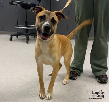 Rihanna -  Labrador Retriever and Shepherd Dog for Adoption in Washington, District Of Columbia - Rihanna | PetCurious