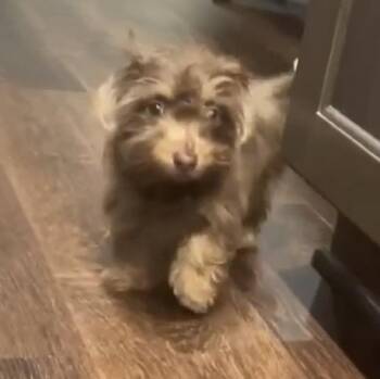 Dachshund and Wirehaired Dachshund Dogs Available for Adoption in Brockport, New York - Dory  | PetCurious