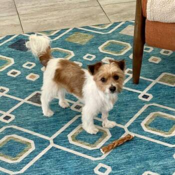 Bowie -  Yorkshire Terrier Dog for Adoption in Coachella, California - Bowie | PetCurious