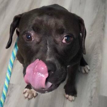 Dynasty -  Terrier Dog Available for Adoption in St. Louis, Missouri - Dynasty | PetCurious