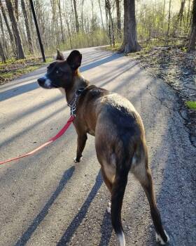 Mixed Breed Dogs Available for Adoption in Kitchener, Ontario - Maddie | PetCurious