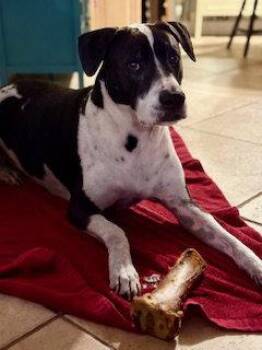 English Pointer and American Bulldog Dogs Available for Adoption in West Palm Beach, Florida - Bliss | PetCurious